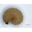 Slika 2: Kljunati oljkov rilčkar - ličinka (n.v. 7 mm) (Foto: M. Jančar)
