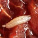 Slika 5: Drosophila suzukii - žerka
