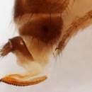 Slika 3: Drosophila suzikii - leglica