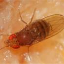 Slika 2: Drosophila suzikii - samica (n.v. 2,5- 4,0 mm)