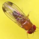 Slika 1: Drosophila suzikii - samec (n.v. 2,0- 3,5 mm)